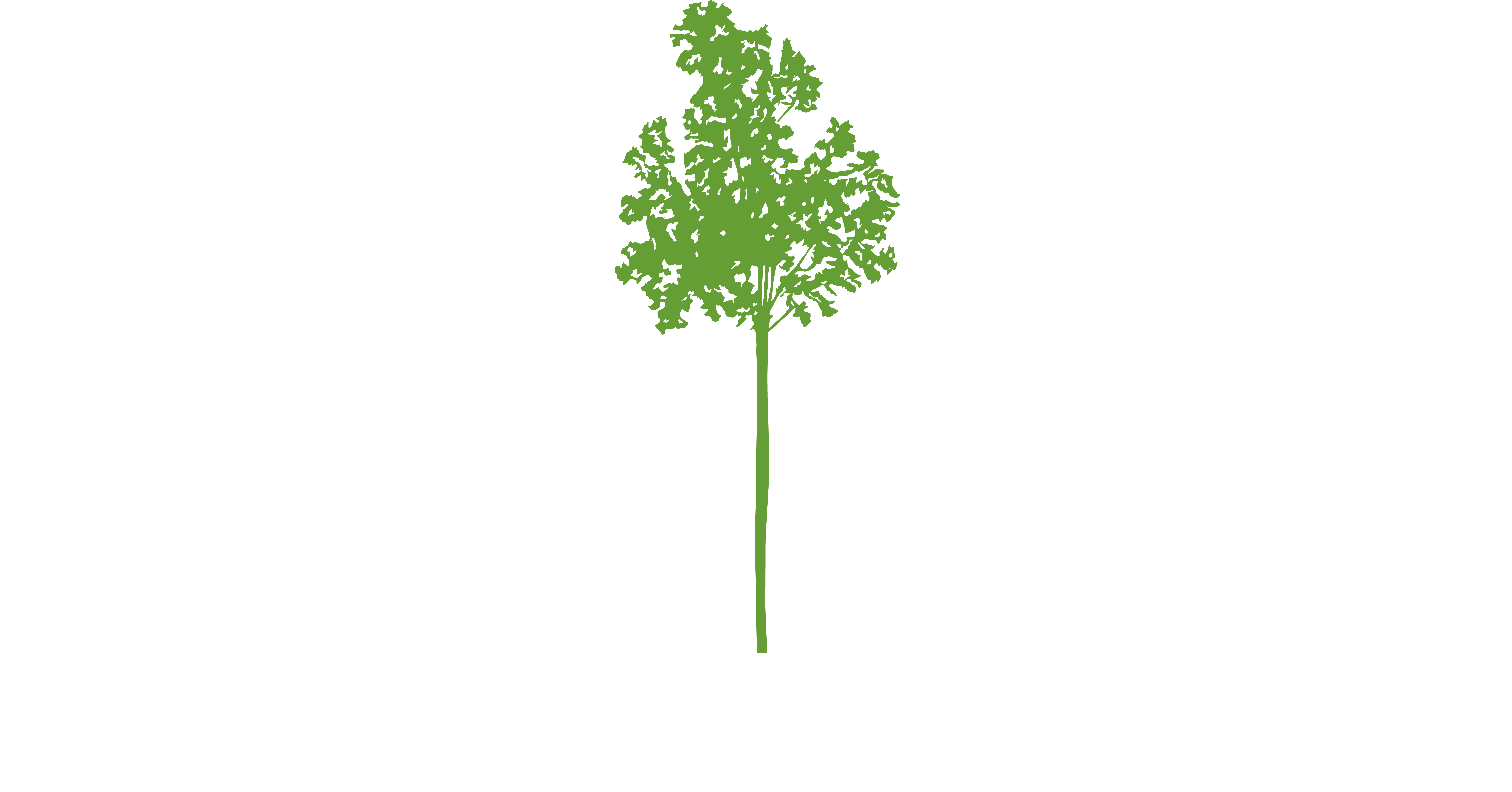 David Ellis Media